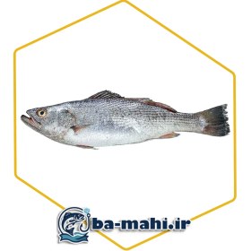 تصویر ماهی شوریده محلی 