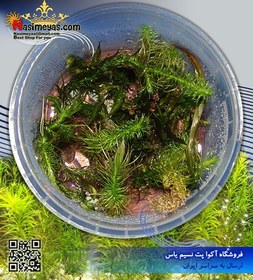 تصویر گیاه روتالا والیچی پلنت کد ۶۰۲ Aquarium Plant rotala wallichii