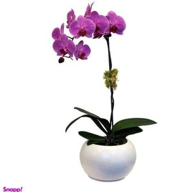 تصویر گلدان ارکیده ایگل کد G158 