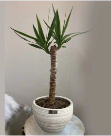 تصویر یوکا کد 3 