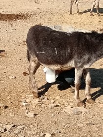 تصویر شیر الاغ (شیر خر) 500 گرمی 