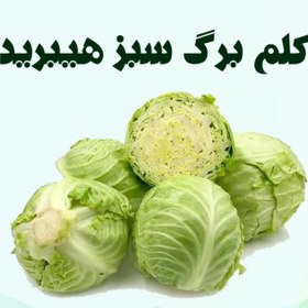 تصویر کلم برگ سفید F1 