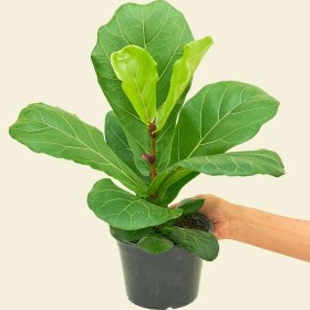 تصویر لیراتا 