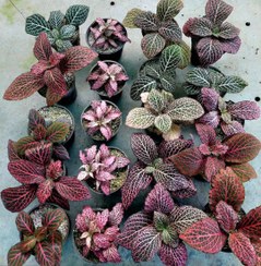 تصویر پک ۲۰ عددی فیتونیا رنگی 