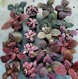 تصویر پک ۲۰ عددی فیتونیا رنگی 