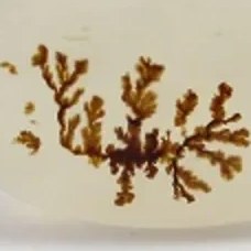 تصویر سنگ شجر کد 2327 