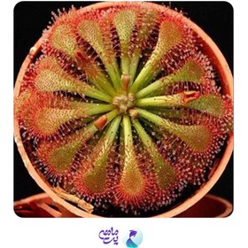 تصویر گیاه تراریومی ذروزرا (گوشتخوار) 