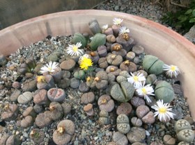 تصویر بذر ساکولنت لیتوپس میکس - 10000 تومان Lithops Mix