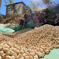 تصویر نخود کشت دیم پزا و لعاب دار 