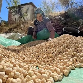 تصویر نخود کشت دیم پزا 