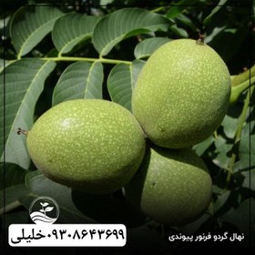 تصویر گردو فرنور 