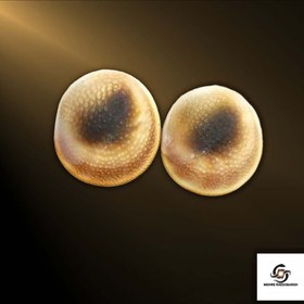 تصویر مهره مار پایتون 