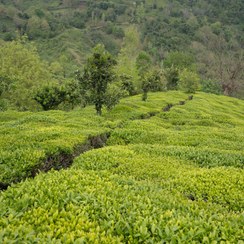 تصویر چای سیاه دست ساز سنتی املش 100 گرمی 