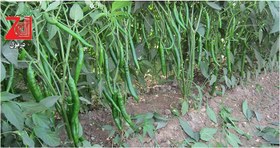 تصویر فلفل تند ردمن F1 