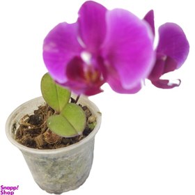 تصویر گیاه طبیعی ارکیده مدل گلدار کد 02 