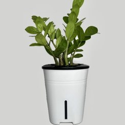 تصویر زامفولیا هیدروپونیک 