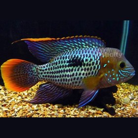 تصویر سیچیلاید گرین ترور 