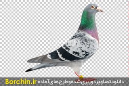 تصویر عکس png کبوتر زیبا با رنگبندی بینظیر 