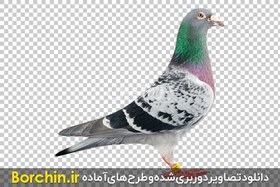 تصویر عکس png کبوتر زیبا با رنگبندی بینظیر 