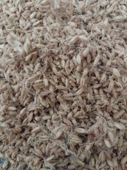 تصویر جوانه گندم آسیاب نشده ۱۰ کیلویی - یک کیلویی 