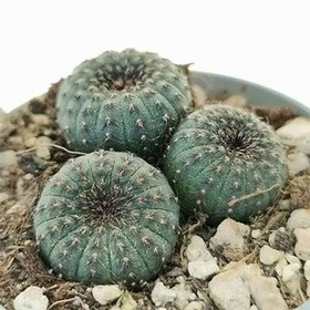 تصویر بذر کاکتوس فرالیا کائناست 