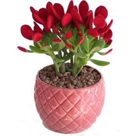 تصویر کاکتوس کراسولا 