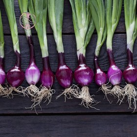 تصویر بذر پیازچه قرمز آرکا بذر ایرانیان Red Scallion Arka Bazr Iranian Seeds