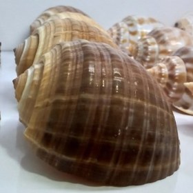 تصویر صدف دريا 