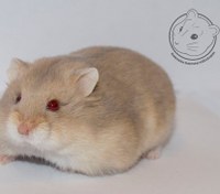 تصویر همستر کوتوله روسی بلو آرژانت(Russian Dwarf Hamster – Blue Argente) 