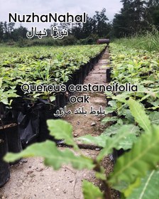 تصویر نهال بلوط بلند مازو ریشه لخت یکساله One-year bare-root Quercus Castaneifolia oak saplings