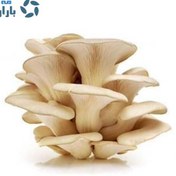 تصویر بذر قارچ صدفی قهوه ای Oyster mushroom seeds