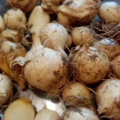 تصویر پیاز موسیر کوهی، جوان و مناسب کشت 