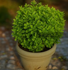 تصویر شمشاد سبز 