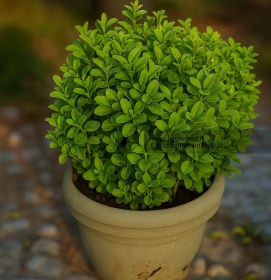 تصویر شمشاد سبز 