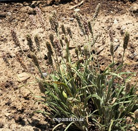 تصویر گیاه دارویی اسفرزه (50 گرم) Plantago ovata 