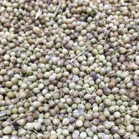 تصویر تخم گشنیز 1000گرم 