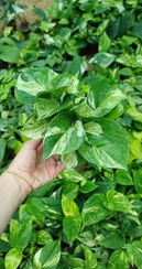 تصویر گل آپارتمانی پتوس منجولا گلدون۸پربوته 