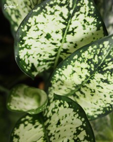 تصویر آگلونما برفی با گلدان پلیمری طوسی 