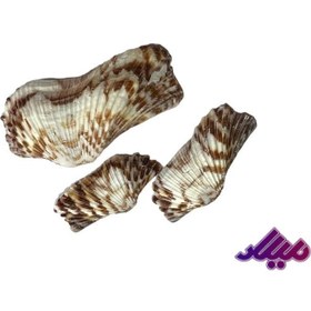 تصویر صدف کد 1170005 