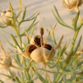 تصویر بذر اسپند 1 گرمی 