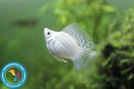 تصویر ماهی مولی بالن سفید 