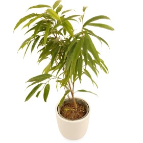 تصویر آمستل 