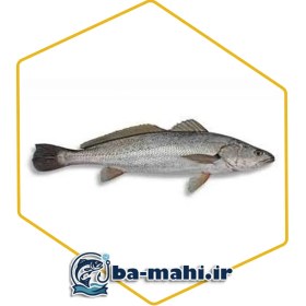 تصویر ماهی شوریده 