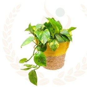 تصویر پتوس هاوایی 