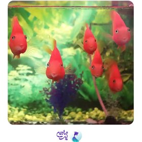 تصویر ماهی پروت رنگی ۷_۸ سانت ( پک ۳ عددی) Parrot fish Cichlid