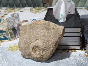 تصویر فسیل آمونیت کرتاسه Ammonites 