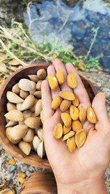 تصویر بادام سنگی و متفرقه Almond