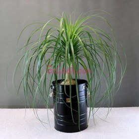 تصویر گیاه لیندا باگلدان فلزی 