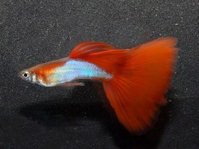 تصویر ماهی گوپی سیلور رد silver red guppy fish 
