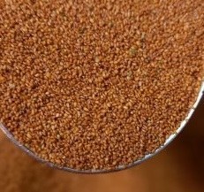 تصویر خاکشیر 